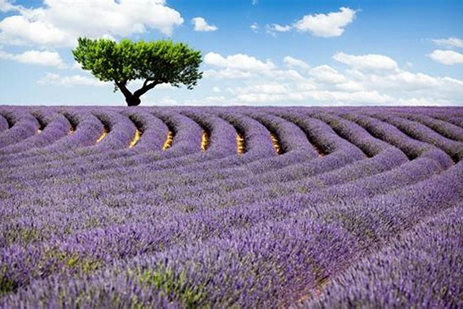 Nice: Gorges of Verdon and Fields of Lavender Tour - Tour Overview