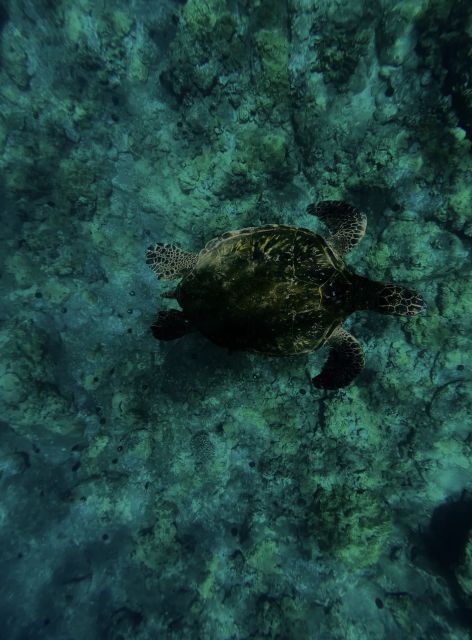 Night Time Snorkel At Turtle Town With Lights And Stars - Activity Details