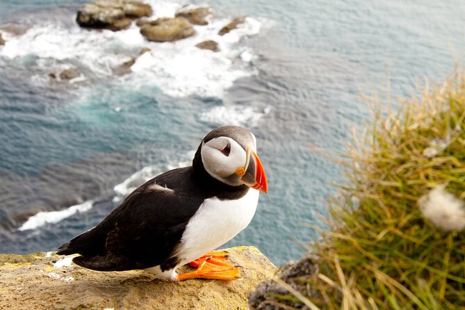 North East Coastal Trail Small Group Day Tour From Aberdeen Key Highlights