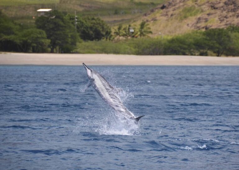 Oahu: Dolphin Swim And Turtle Snorkel Excursion In Waianae Wildlife Watching Cruise Details