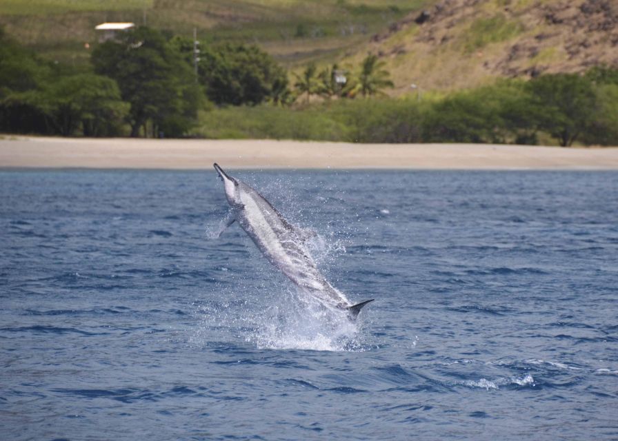 Oahu: Dolphin Swim and Turtle Snorkel Excursion in Waianae - Wildlife-Watching Cruise Details