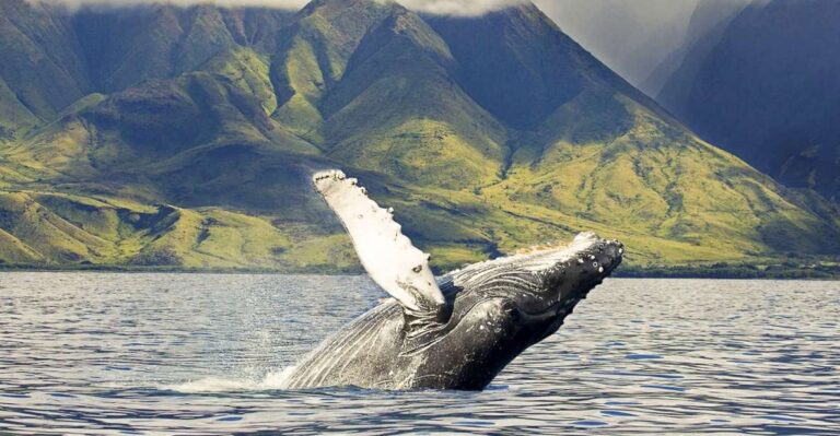 Oahu: Eco Friendly West Coast Whale Watching Cruise Activity Overview