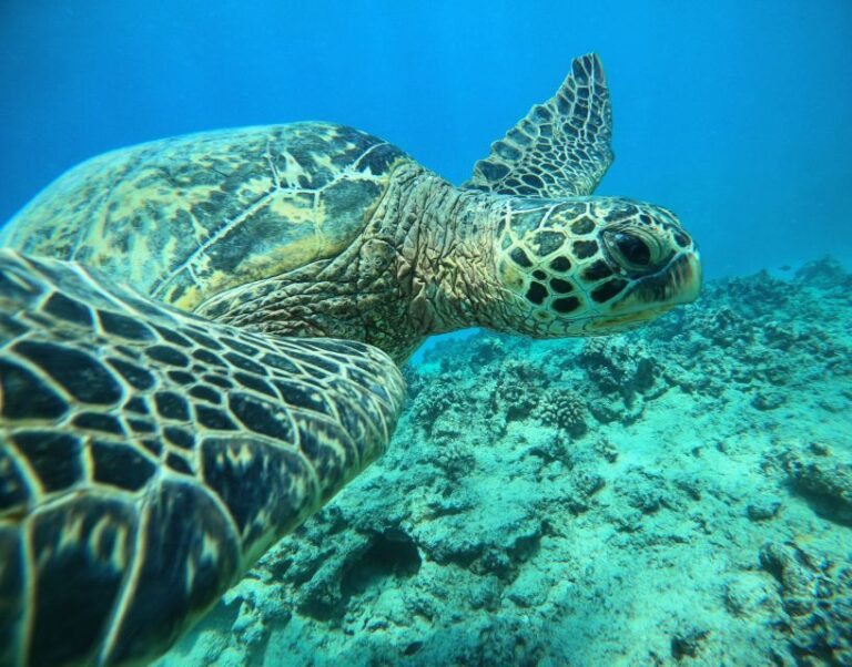 Oahu: Honolulu Turtle Canyon Snorkeling Tour Tour Overview