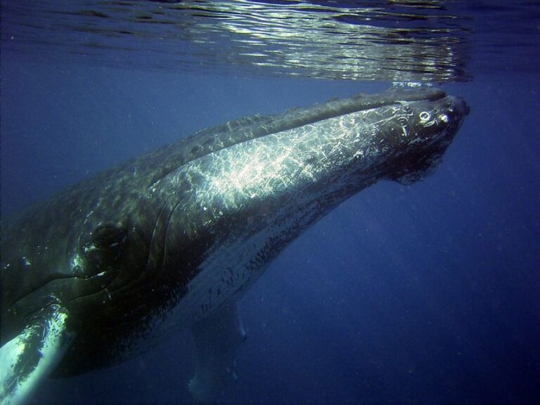 Oahu: Honolulu Whale Watching Cruise Overview Of The Activity