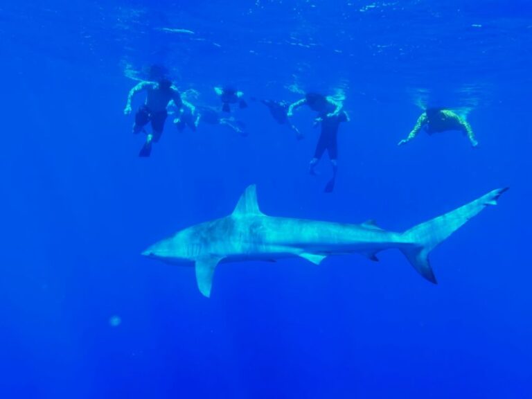 Oahu: North Shore Cageless Shark Snorkeling Tour Overview And Highlights