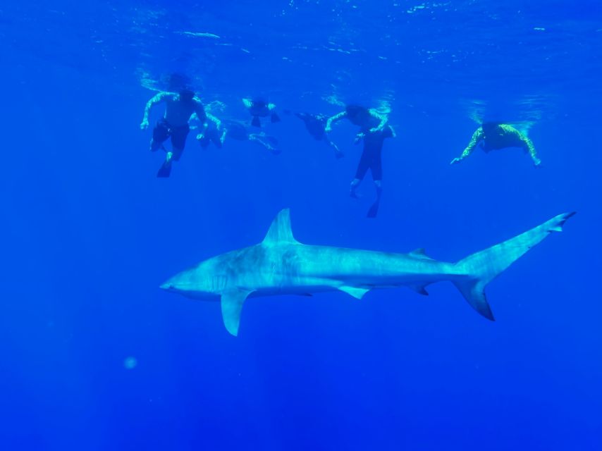 Oahu: North Shore Cageless Shark Snorkeling Tour - Overview and Highlights