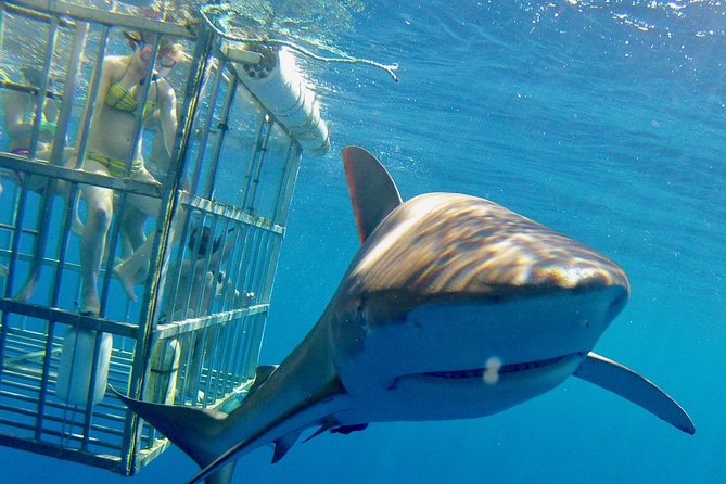 Oahu Shark Dive Overview And Experience