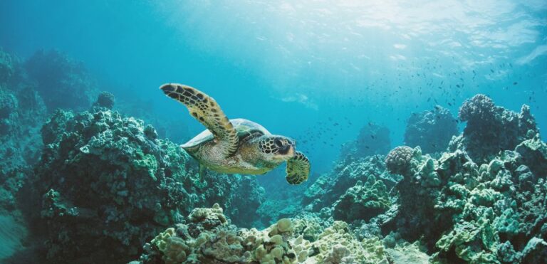 Oahu: Turtle Canyon Snorkeling Boat Tour Tour Overview And Details