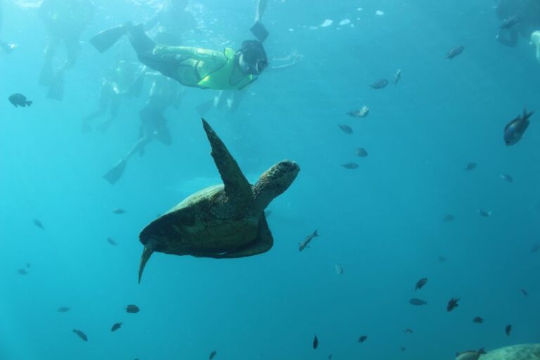 Oahu: Turtle Canyon Snorkeling & Hula Dance Activity Overview