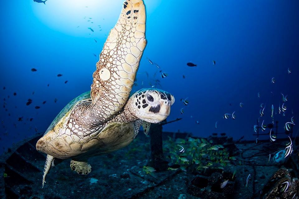 Oahu: Waikiki Submarine Tour - Activity Overview