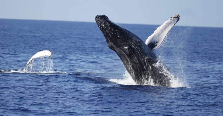 Oahu: Waikiki Whale Watching Tour Donut And Coffee Included Tour Overview And Pricing