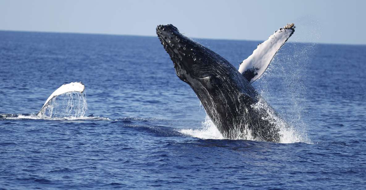 Oahu: Waikiki Whale Watching Tour-Donut and Coffee Included - Tour Overview and Pricing