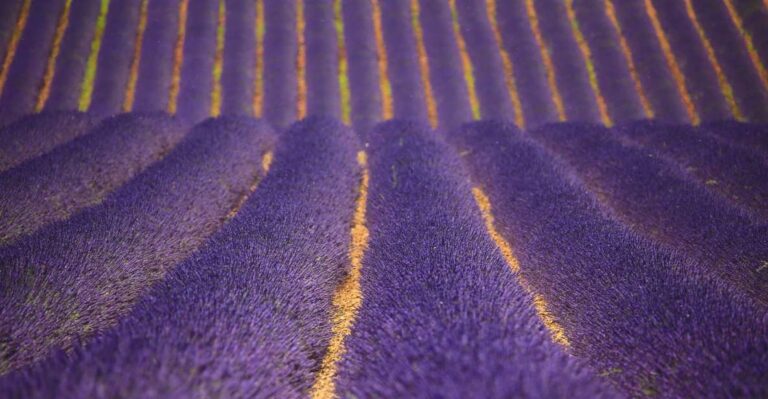 Ocean Of Lavender In Valensole Lavender Fields In Valensole