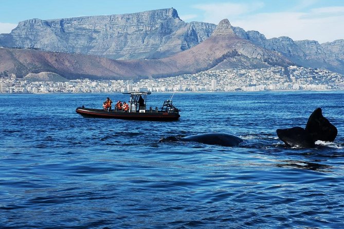 Ocean Safari - Overview