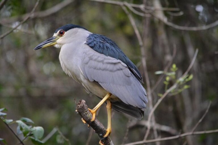 Ochopee: Half Day Mangrove Tunnel Kayak Tour Tour Overview