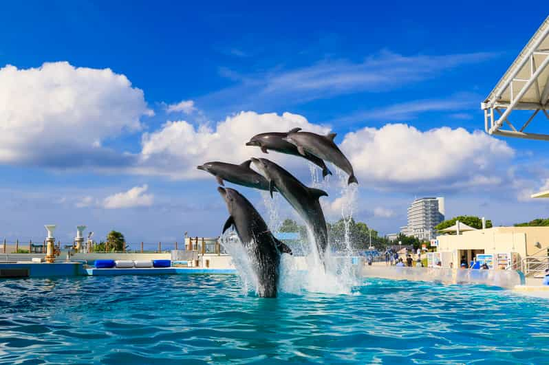 Okinawa: Bus Tour to Churaumi Aquarium With Sightseeing - Tour Overview and Pricing