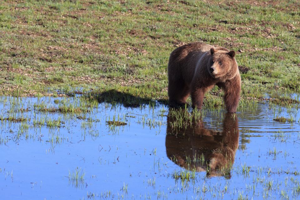 Old Faithful & Yellowstone Highlights - National Park Tour - Tour Overview