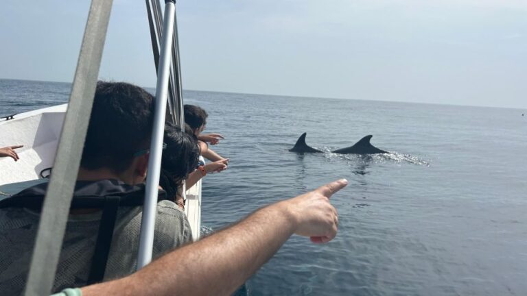 Olhão Dolphin And Other Species Safari Watching Activity Overview