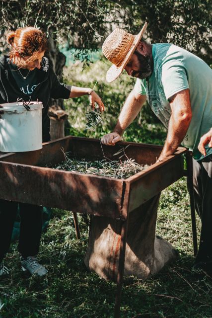 Olive Harvesting & Olive Oil Tasting Overview Of The Activity