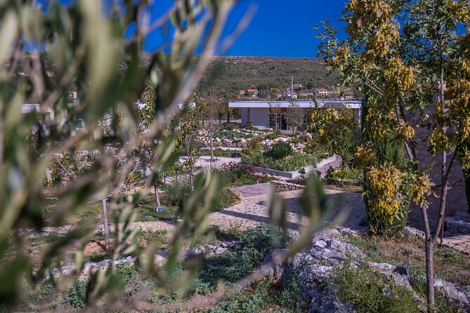 Olive Museum Klis With Educational Olive Oil Tasting Overview Of Stella Croatica