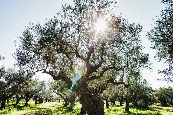 Olive Tour & Tasting Tour Highlights