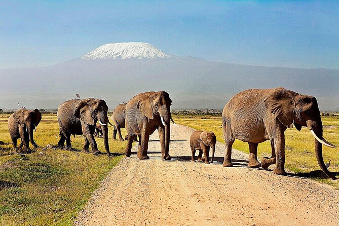 One Night (mid Range) Amboseli National Park Safari Tour Overview