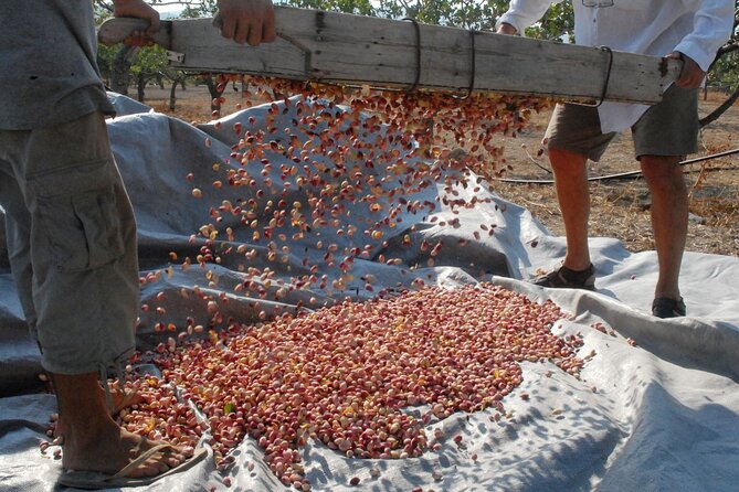 Organic Pistachio Orchard Tour Tour Overview