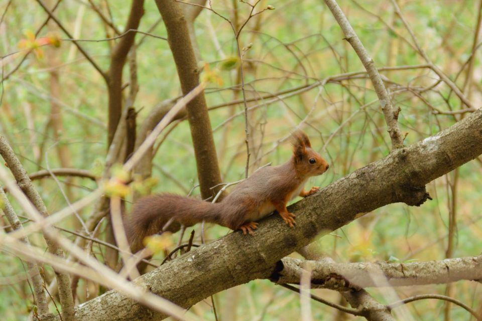 Oslo: Skjennungstoppen Wildlife Forest Hiking Tour - Tour Overview