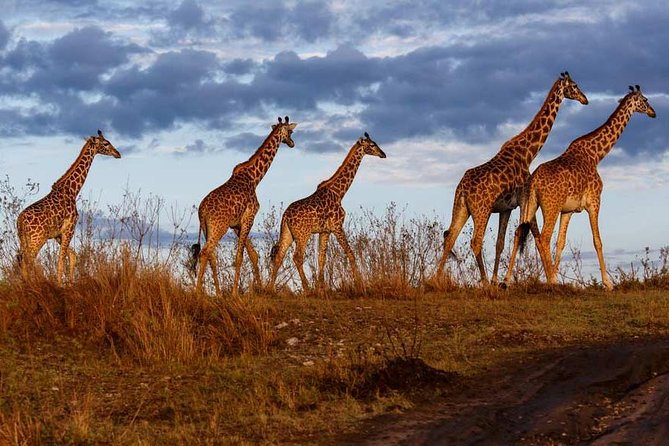 Overnight Private Safari To Masai Mara National Reserve. Overview Of Safari Experience