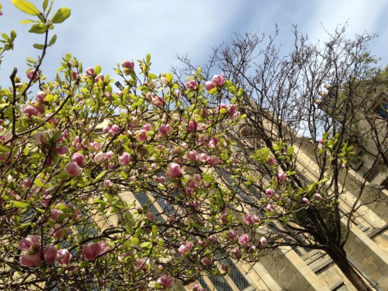 Oxford: Morse/lewis And Endeavour Walking Tour Tour Details