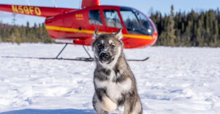 Palmer: Dogs And Glaciers Sledding And Helicopter Tour Adventure In Alaska