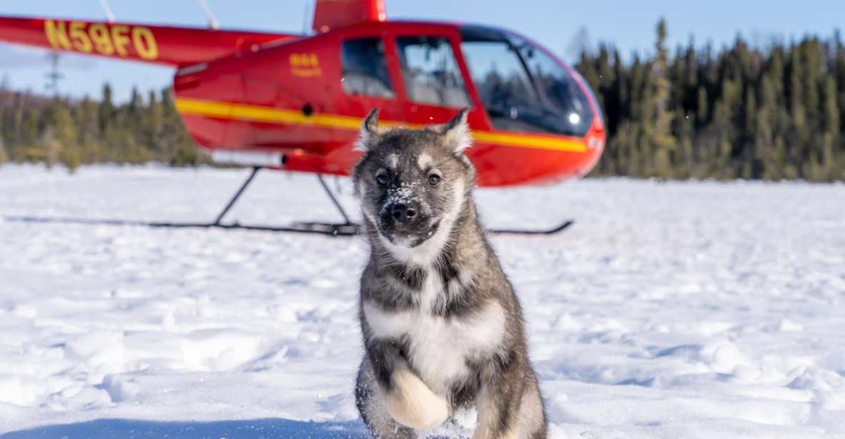 Palmer: Dogs and Glaciers Sledding and Helicopter Tour - Adventure in Alaska