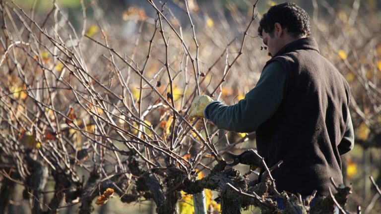 Paris: Two Reims Champagne Vineyards With Tastings And Lunch Tour Highlights