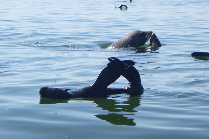 Pelican Point Kayaking Half-Day Tour - Tour Overview