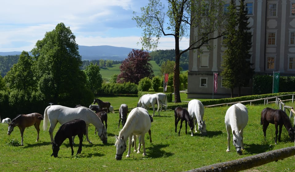 Piber: Lipizzan Stud Guided Tour - Activity Overview