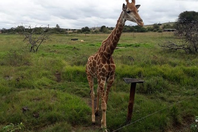 Pilanesberg And Sun City Tour Pickup And Dropoff