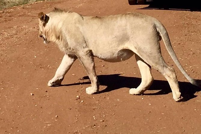 Pilanesberg Game Reserve Guided Day Tour From Johannesburg Or Pretoria Tour Overview