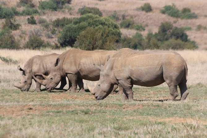 Pilanesberg Nature Reserve Key Features And Highlights