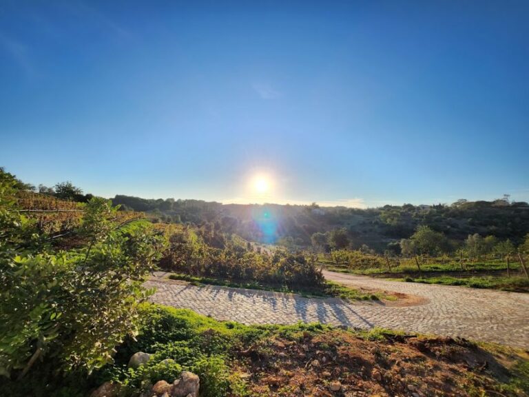 Porches: Algarve Vineyard Tour And Wine Tasting Experience Tour Overview