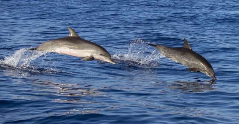 Poreč: Dolphin Spotting Cruise With Included Drinks Activity Overview