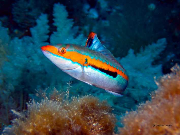 Port De Sóller: Snorkeling Tour With Professional Guide - Morning Tour