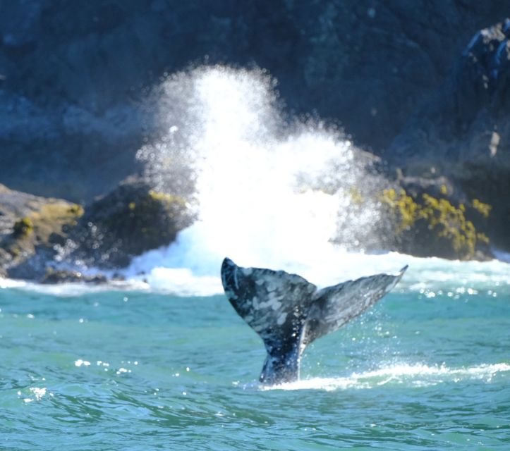 Port Orford: Kayak Tour To Orford Heads With Gear Tour Overview