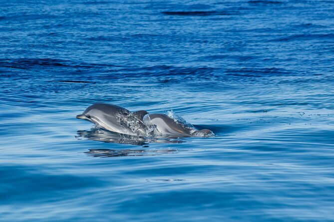 Portimão: 2h30 Guaranteed Dolphins And Seabirds Biologist On Board Overview Of The Tour