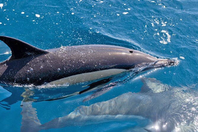 Portimão Dolphin Watching With Marine Biologist - Live Marine Biologist Commentary