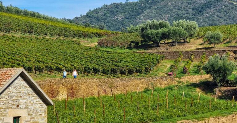 Porto: Douro Valley Authentic Wine Experience With Lunch Tour Overview