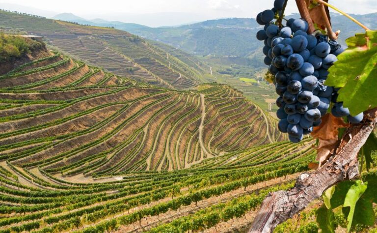 Porto: Douro Valley Trip With Lunch, Winery, And Boat Tour Tour Duration And Meeting Point