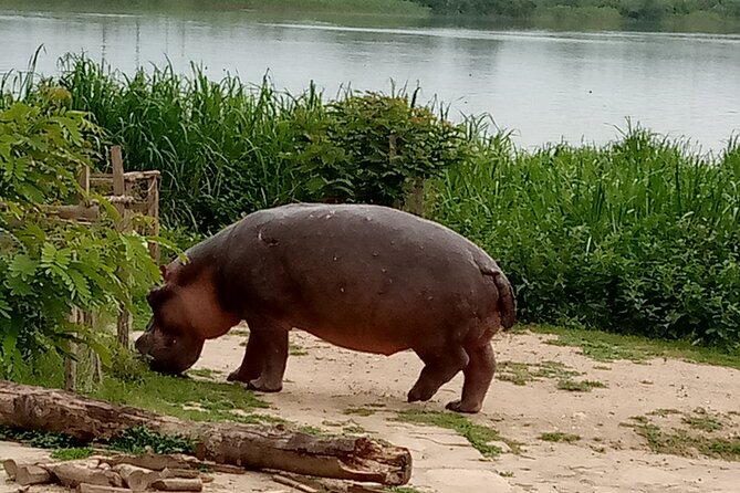 Private 3 Day Tour In Queen Elizabeth Park Safari Tour Overview