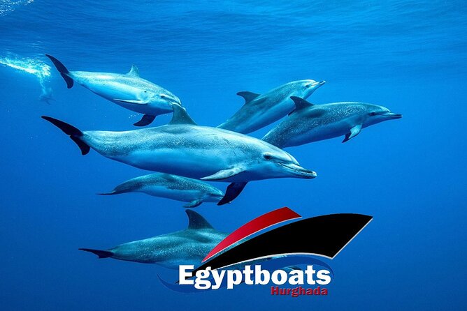 Private! | 4 Hour Speed Boat Trip | Swim With Dolphins, Snorkeling & Island Overview Of The Experience