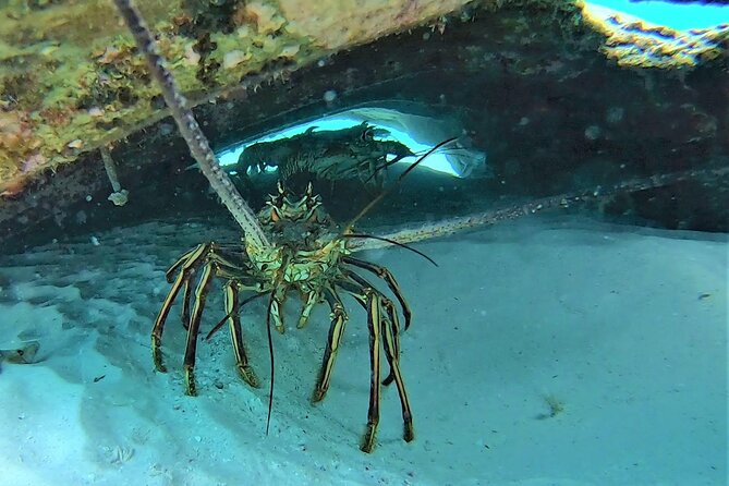 Private Charter 28ft Grady White. Stingrays, Snorkeling, Starfish - Stingray Encounters and Snorkeling