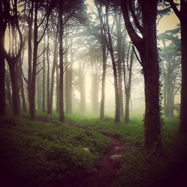 Private Evening Walk: Sintra Mountains Inbetween Wolves Activity Overview